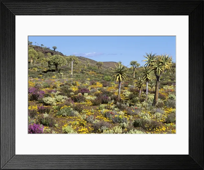 Framed Print : Kokerboom / Quiver Tree Forest - with spring flowers. South Africa Framed Print : Kokerboom / Quiver Tree Forest - with spring flowers. South Africa
