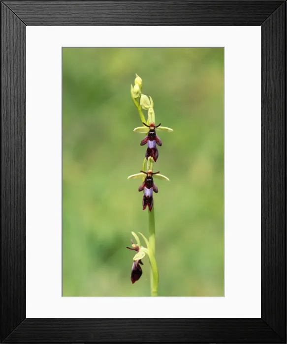Framed Print : Fly Orchid UK