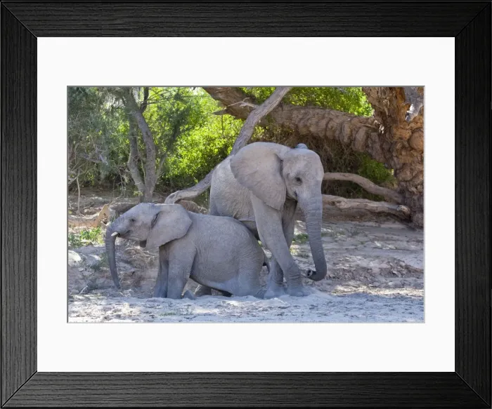 Framed Print : Elephants - young elephants getting up after resting in shade - Namibia Framed Print : Elephants - young elephants getting up after resting in shade - Namibia