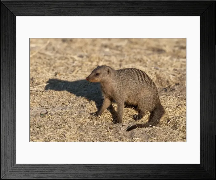 Framed Print : Banded Mongoose - sitting down - Namibia Framed Print : Banded Mongoose - sitting down - Namibia