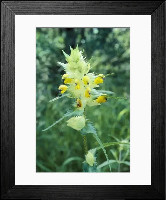 Framed Print : Greater Yellow Rattle Very rare, UK Framed Print : Greater Yellow Rattle Very rare, UK