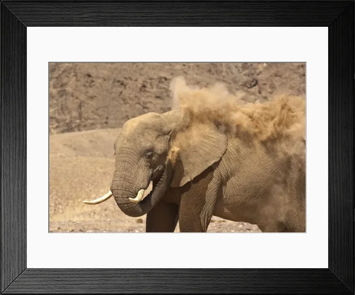 Framed Print : Desert elephant - close up showing dust blowing - Northern Namibia Framed Print : Desert elephant - close up showing dust blowing - Northern Namibia
