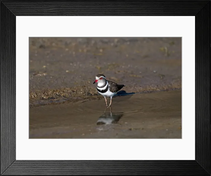 Framed Print : Three-banded Plover - at edge of water - Namibia