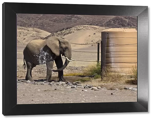 Desert elephant - spraying itself with water at water tank in desert - Northern Namibia
