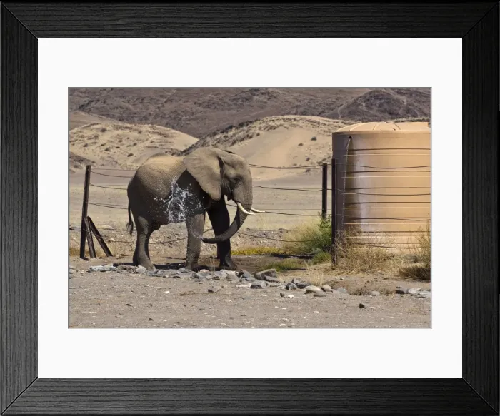 Framed Print : Desert elephant - spraying itself with water at water tank in desert - Northern Namibia Framed Print : Desert elephant - spraying itself with water at water tank in desert - Northern Namibia