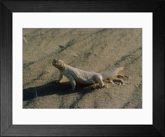 Framed Print : Egyptian spiny-tailed lizard Framed Print : Egyptian spiny-tailed lizard