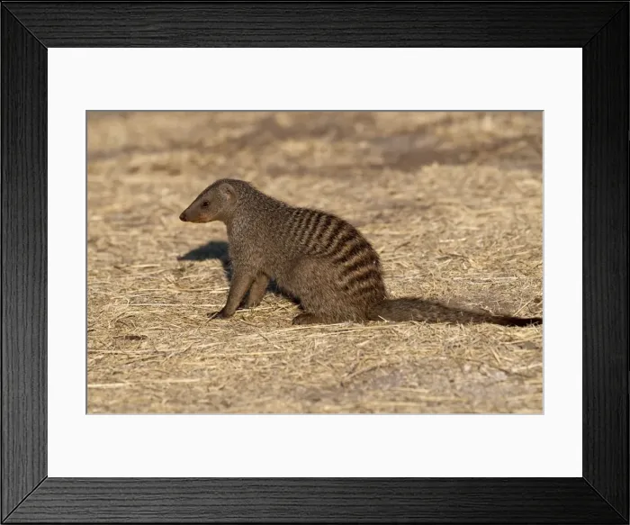 Framed Print : Banded Mongoose - sitting down - Namibia Framed Print : Banded Mongoose - sitting down - Namibia