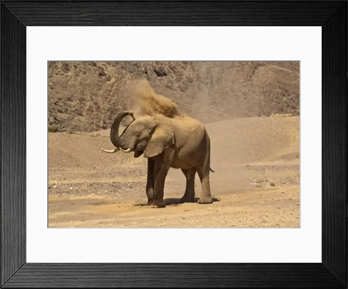 Framed Print : Desert elephant - in desert blowing dust - Northern Namibia Framed Print : Desert elephant - in desert blowing dust - Northern Namibia