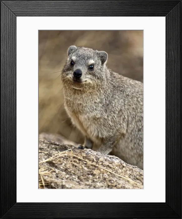Framed Print : Rock hyraxes - Portrait - Namibia Framed Print : Rock hyraxes - Portrait - Namibia