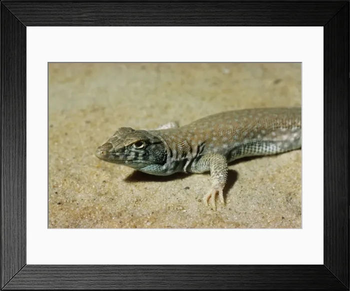 Framed Print : Bosk's Fringe-toed Lizard Framed Print : Bosk's Fringe-toed Lizard