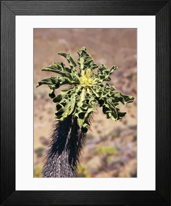 Framed Print : Halfmen's Tree Endemic. Richersvelt National Park, South Africa Framed Print : Halfmen's Tree Endemic. Richersvelt National Park, South Africa