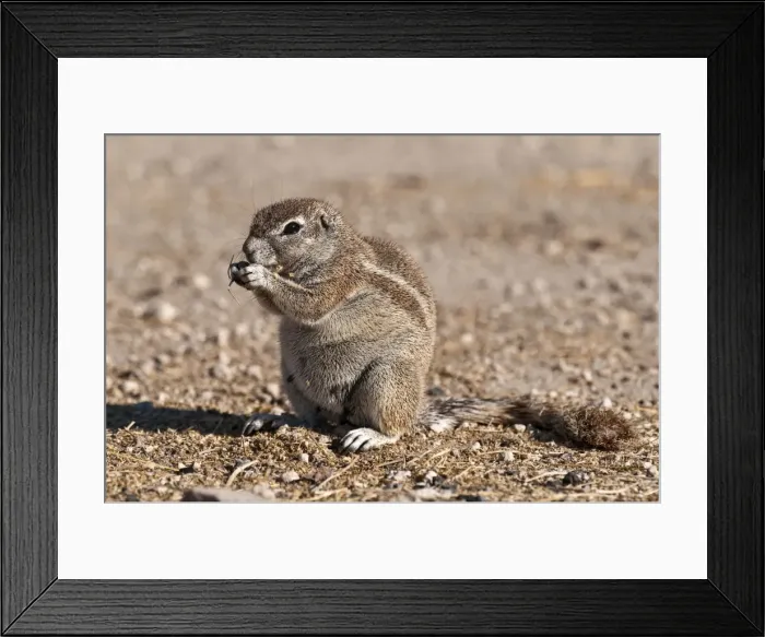 Framed Print : South African Ground Squirrel - sitting up eating - Etosha National Park - Namibia Framed Print : South African Ground Squirrel - sitting up eating - Etosha National Park - Namibia