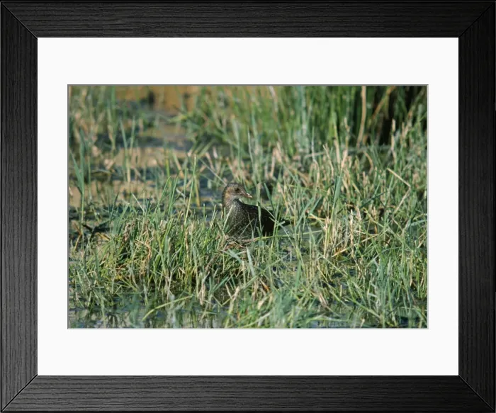 Framed Print : Spotted Crake - in grassy wetland Framed Print : Spotted Crake - in grassy wetland