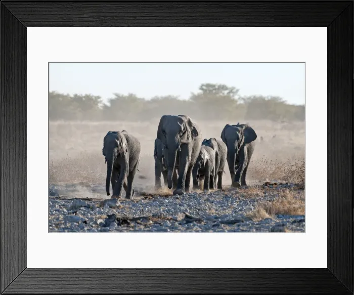 Framed Print : Elephants - group approaching water hole - Etosha National Park - Namibia Framed Print : Elephants - group approaching water hole - Etosha National Park - Namibia