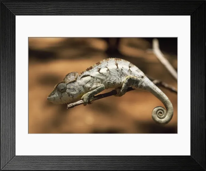 Framed Print : Chameleon - endemic Madagascar Framed Print : Chameleon - endemic Madagascar