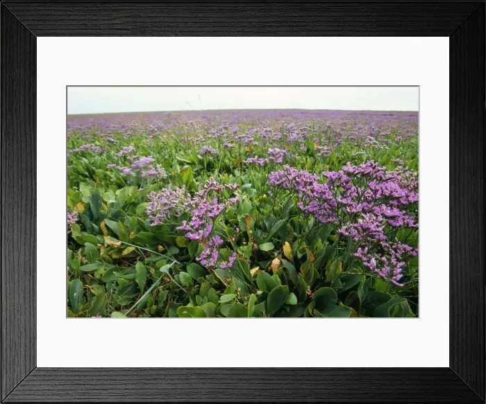 Framed Print : Sea Lavender Lincolshire, UK Framed Print : Sea Lavender Lincolshire, UK