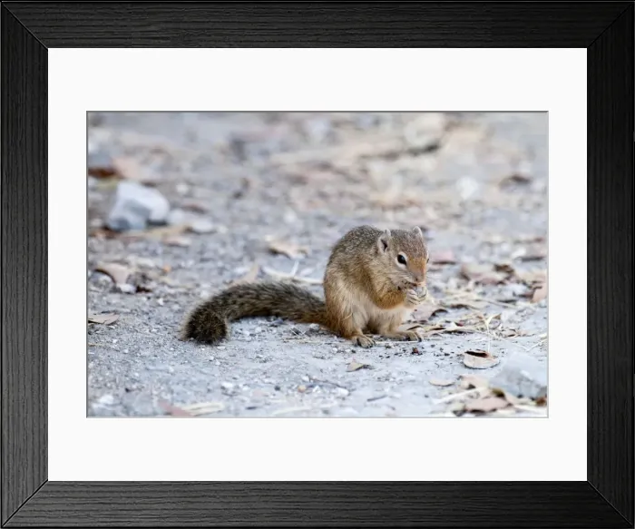 Framed Print : Tree squirrel - sitting up eating - Namibia Framed Print : Tree squirrel - sitting up eating - Namibia