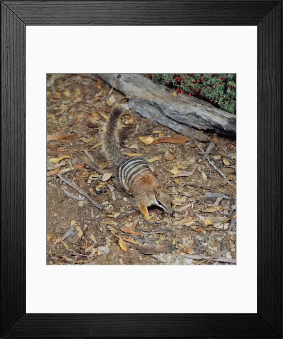 Framed Print : Numbat - amongst leaf litter Framed Print : Numbat - amongst leaf litter