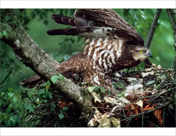 Honey Buzzard - adult at nest with chicks