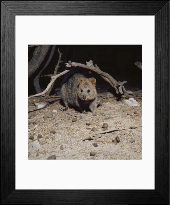 Framed Print : Quokka. HB-1470. QUOKKA. Setonix brachyurus Framed Print : Quokka. HB-1470. QUOKKA. Setonix brachyurus