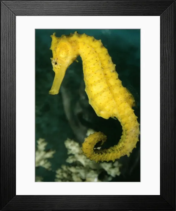 Framed Print : Seahorse HB 1326 Hippocampus kuda © Hans & Judy Beste / ARDEA LONDON Framed Print : Seahorse HB 1326 Hippocampus kuda © Hans & Judy Beste / ARDEA LONDON