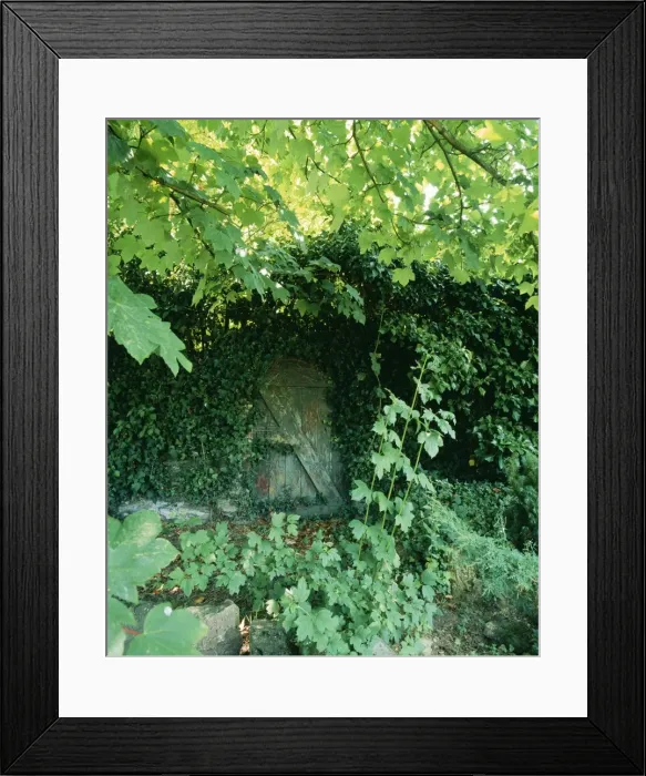 Framed Print : Old Garden Door Half hidden in Ivy & foliage Framed Print : Old Garden Door Half hidden in Ivy & foliage