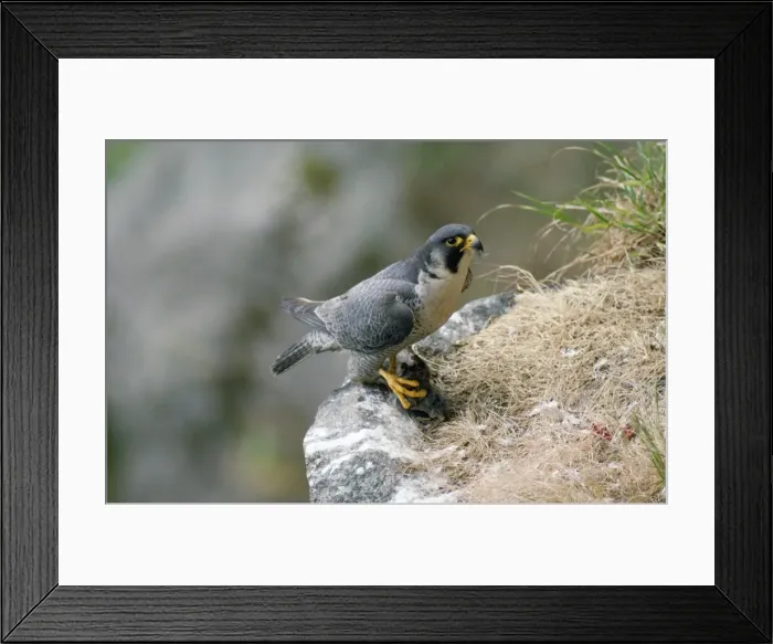 Framed Print : Peregrine Falcon - male with prey at nest Framed Print : Peregrine Falcon - male with prey at nest
