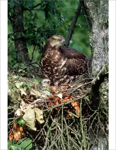 Honey Buzzard - at nest with young