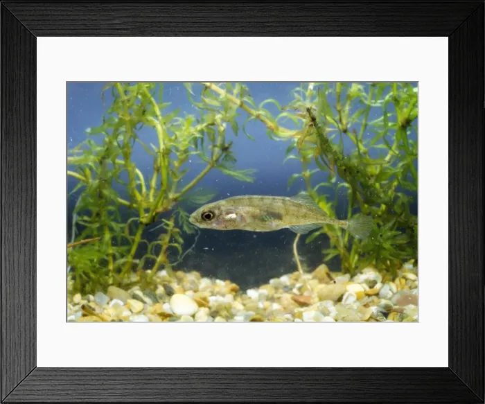 Framed Print : 9-spined Stickleback Framed Print : 9-spined Stickleback