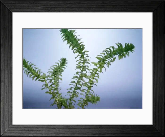 Framed Print : Canadian Pondweed Framed Print : Canadian Pondweed