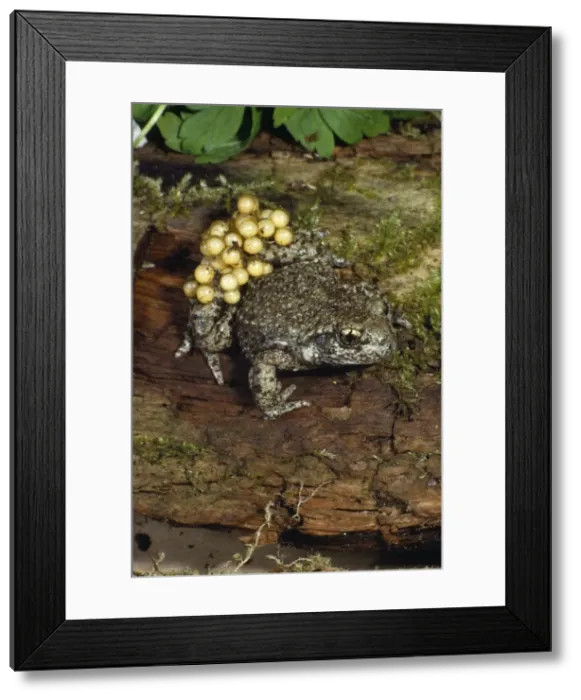 Framed Print : Midwife Toad - with eggs Framed Print : Midwife Toad - with eggs