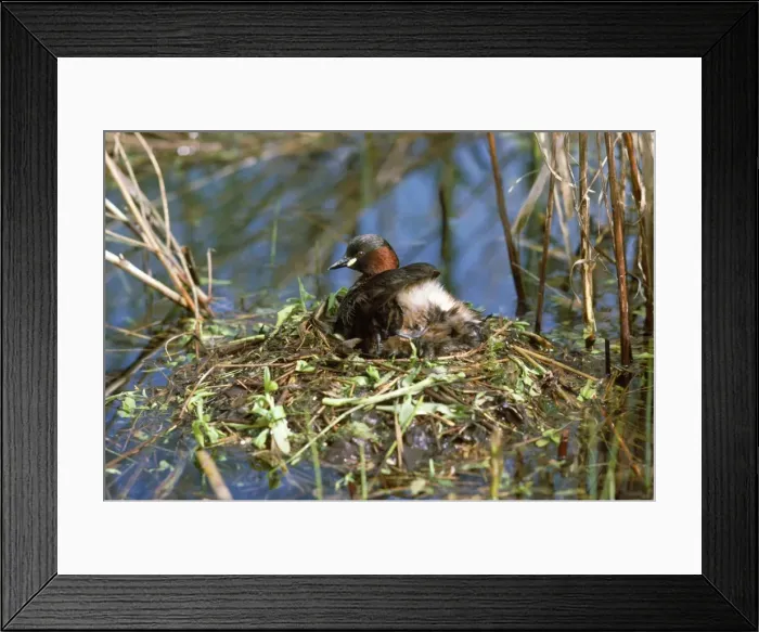 Framed Print : Little Grebe - on nest Framed Print : Little Grebe - on nest