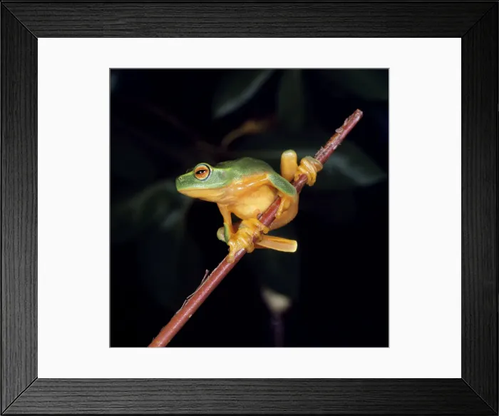 Framed Print : Red-eyed Tree Frog Framed Print : Red-eyed Tree Frog
