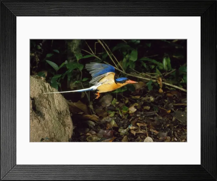 Framed Print : White-tailed Kingfisher - male flying from nesting hole in termite mound Framed Print : White-tailed Kingfisher - male flying from nesting hole in termite mound