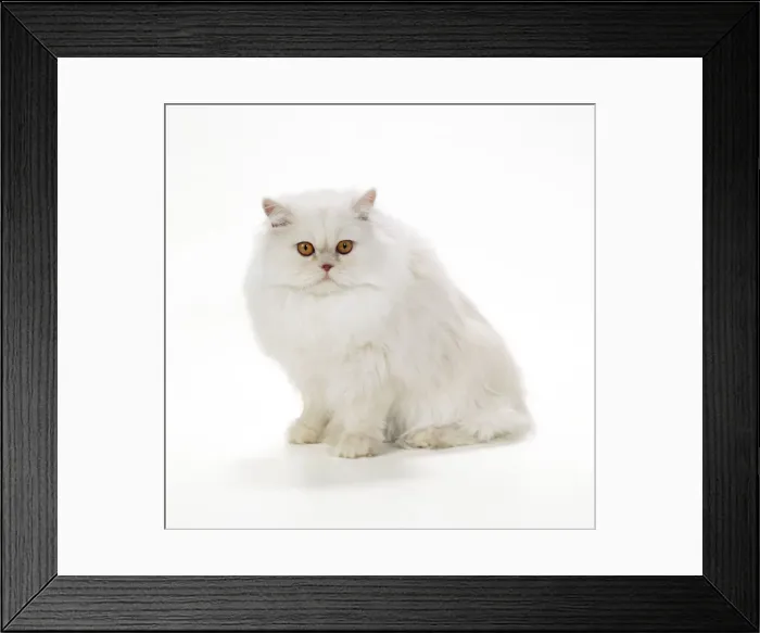Framed Print : CAT- Persian - Red Shell Cameo Framed Print : CAT- Persian - Red Shell Cameo