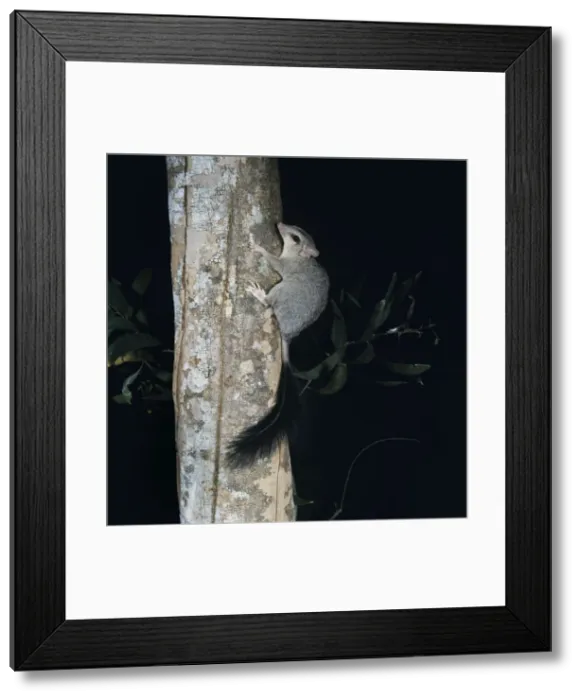 Framed Print : Brush-tailed Phascogale - on tree trunk Framed Print : Brush-tailed Phascogale - on tree trunk