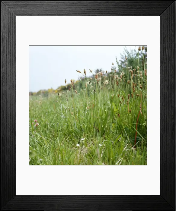 Framed Print : Ribwort Plantain - in habitat. Also known as: soldiers and sailors, fighters, hard-heads and fire-weed