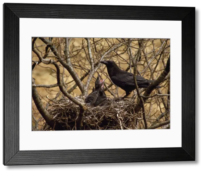 Framed Print : Raven - feeding young in nest Framed Print : Raven - feeding young in nest