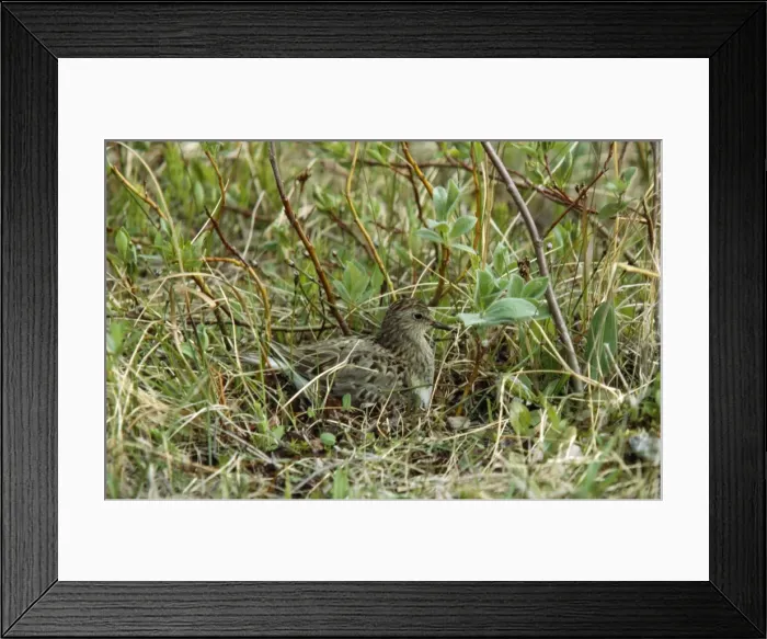 Framed Print : Temminck's Stint Framed Print : Temminck's Stint