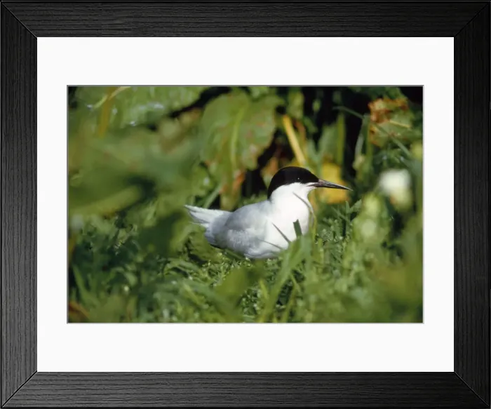 Framed Print : Roseate Tern Framed Print : Roseate Tern