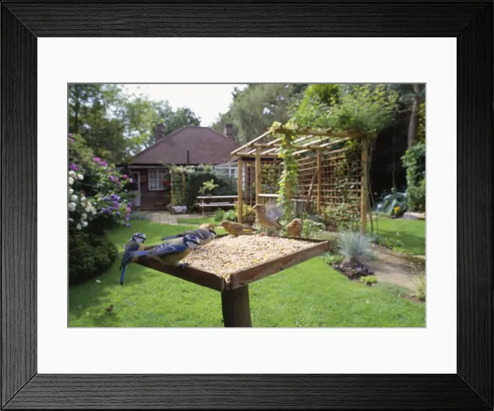 Framed Print : Bird Table - with birds feeding Framed Print : Bird Table - with birds feeding