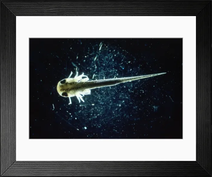 Framed Print : Palmate Newt - tadpole Framed Print : Palmate Newt - tadpole