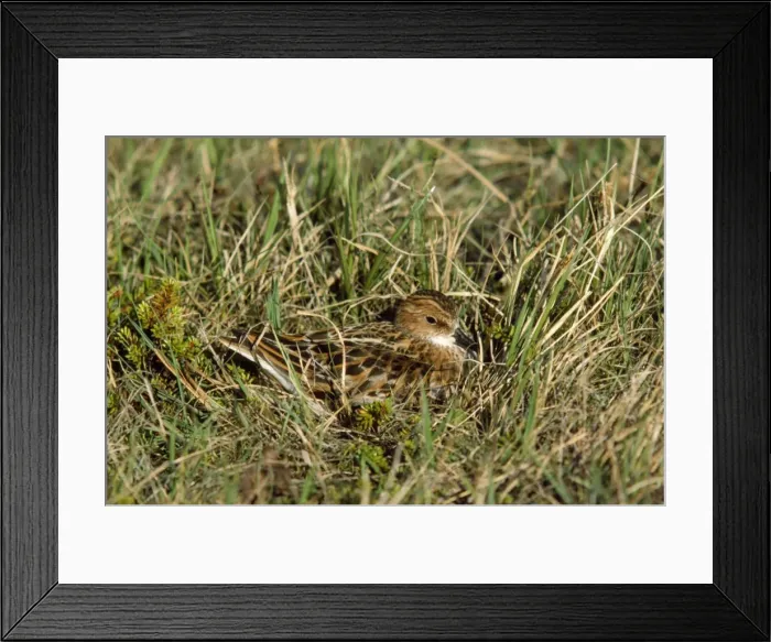 Framed Print : Little Stint Framed Print : Little Stint