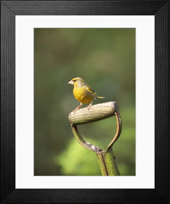 Framed Print : Greenfinch - on spade Framed Print : Greenfinch - on spade