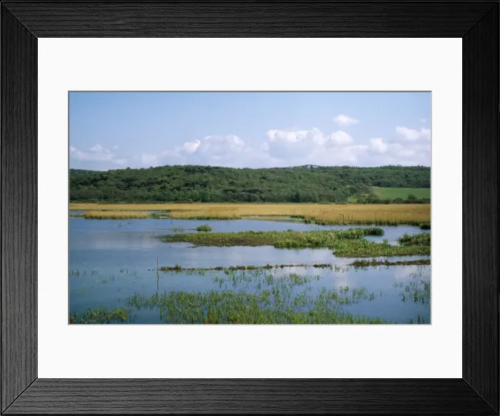Framed Print : Leighton Moss Nature Reserve (RSPB)