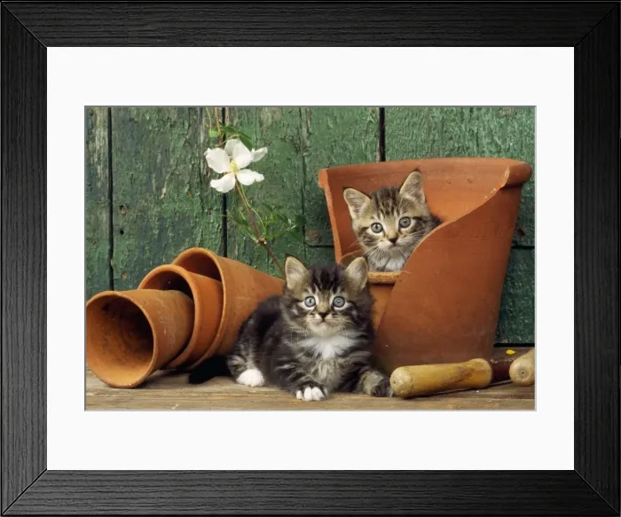 Framed Print : Cat - two kittens in flowerpot Framed Print : Cat - two kittens in flowerpot