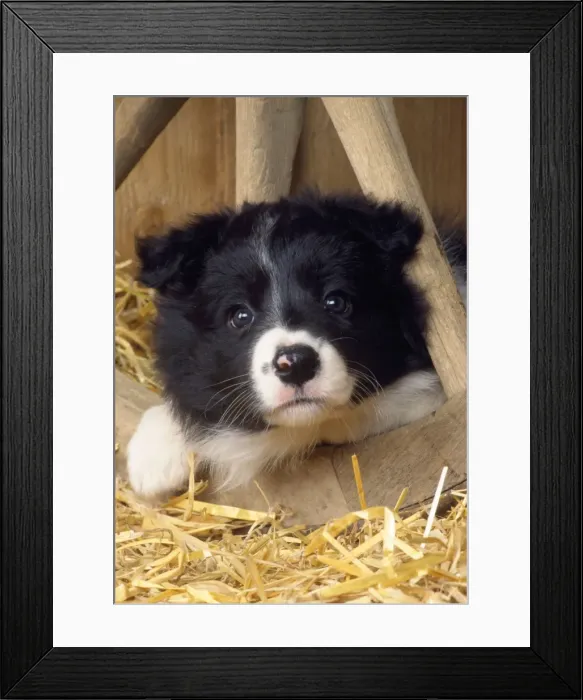 Framed Print : Border Collie Dog - puppy & wheel Framed Print : Border Collie Dog - puppy & wheel