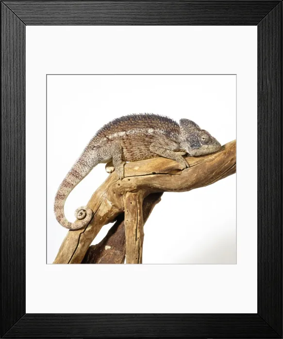 Framed Print : Oustalet's Chameleon - male