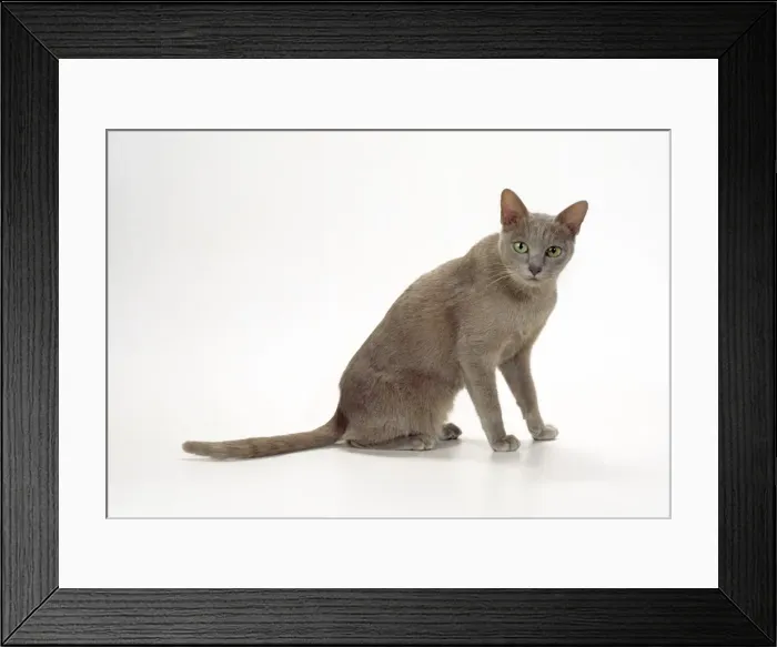 Framed Print : Korat-thai Lilac Cat Framed Print : Korat-thai Lilac Cat