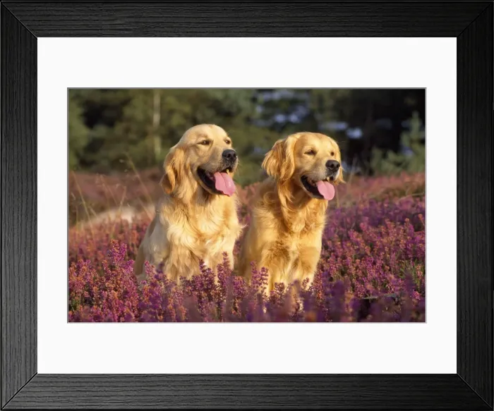 Framed Print : Golden Retriever Dogs - standing in heather, tongues out Framed Print : Golden Retriever Dogs - standing in heather, tongues out